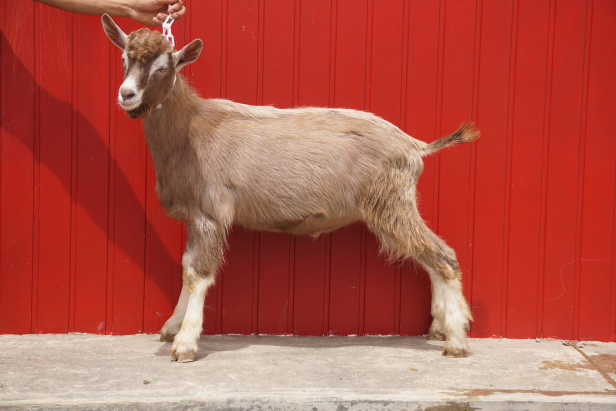 Caprina toggenburg